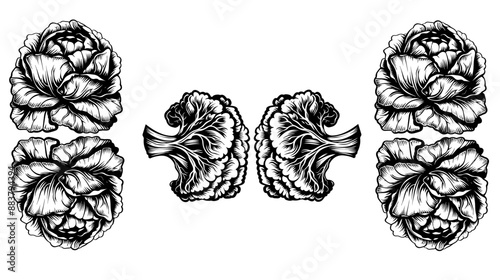 cabbage silhouette, cabbage outline, cabbage icon, cabbage symbol, cabbage graphic