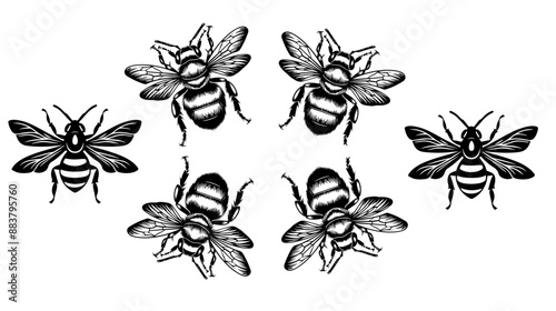 
vector isolated set of insect silhouettes
