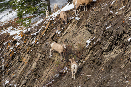 A group of young Bighorn Sheep standing on the snowy rocky mountain hillside. Banff National Park in October, Mount Norquay, Canadian Rockies, Canada. photo