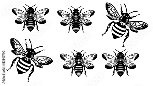 vector isolated set of insect silhouettes,Hand drawn vector illustration. Vector drawing of tree honeybee