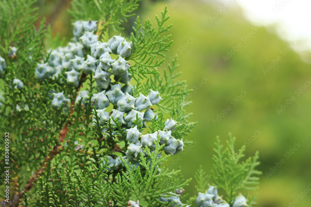 Thuja branches with young fruits. Green thuja tree with young fruits, close-up. Natural background Thuja branches with young fruits. Green thuja tree with young fruits, close-up. Natural background