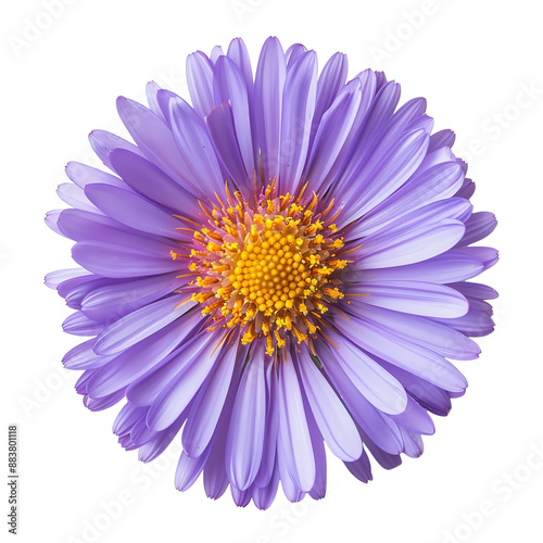 Close-up image of a vibrant purple daisy flower with a yellow center, showcasing detailed petals and a natural floral beauty.