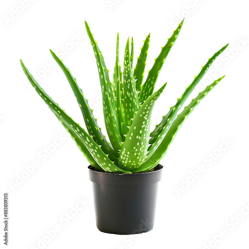 Organic green fresh aloe Vera transparent gel isolated on  PNG