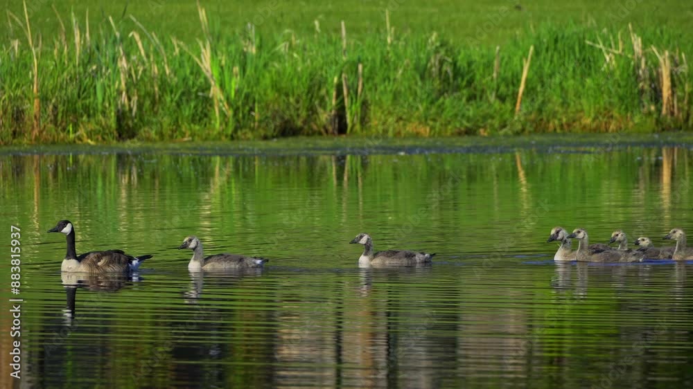 Family of Canadian geese and their goslings enjoying the summer at a lake in Canada Family of Canadian geese and their goslings enjoying the summer at a lake in Canada