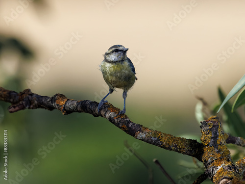 Eurasian blue tit (Cyanistes caeruleus). photo