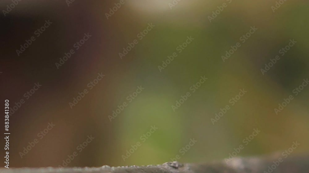 View insect macro in wildlife. Asilidae or robber flies, are insect-eating predators. Hairy robber fly with common fly in its mouth.