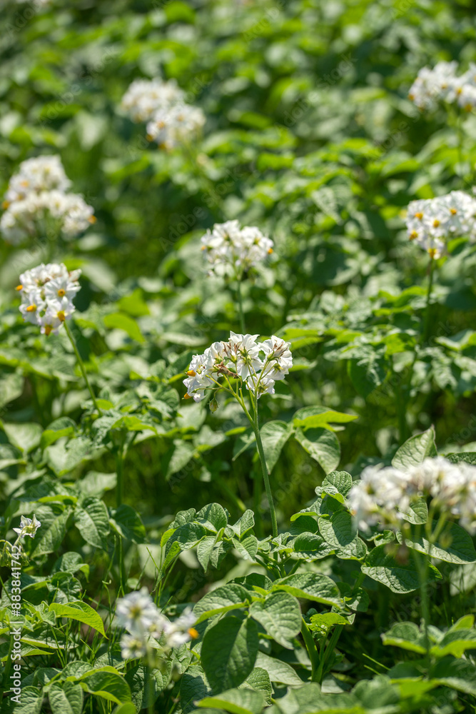 Blooming potatoes in a field in summer Blooming potatoes in a field in summer