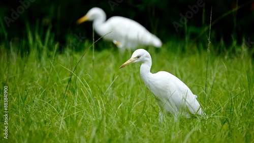 Egrets Foraging on the Grass