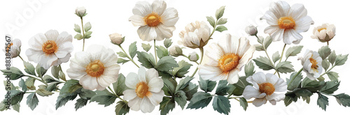 Chamomile flowers and leaves