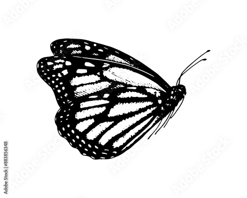 Butterfly Monarch. Vector Hand drawn illustration. Black and white graphic clip art on isolated background. Drawing of an insect sitting with folded wings. Sketch for coloring books and cards