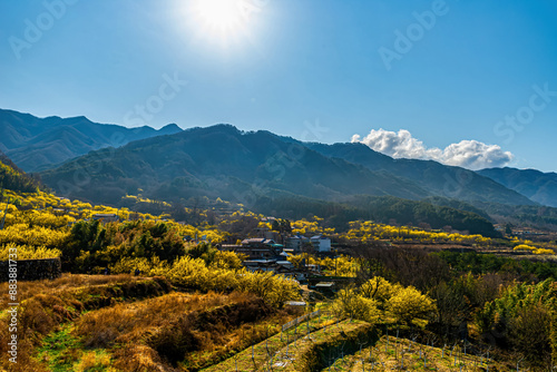 A village landscape covered with yellow Cornus officinalis flowers.