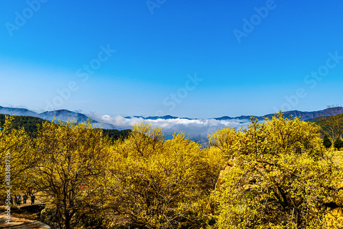 A village landscape covered with yellow Cornus officinalis flowers.