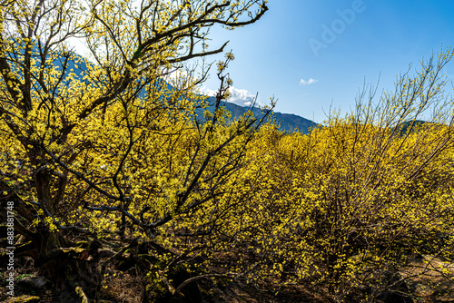 A village landscape covered with yellow Cornus officinalis flowers.