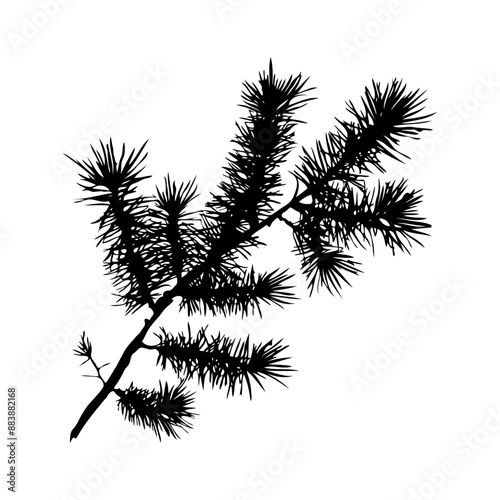 Silhouette Christmas branch is thin and has many small branches coming off of it on white background. Vector illustration