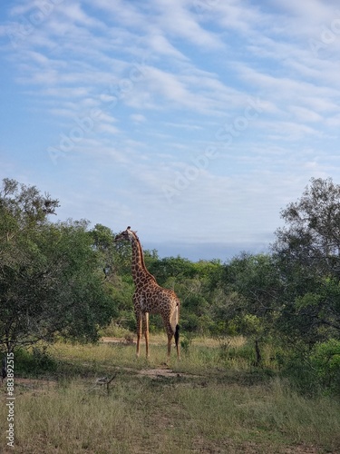  Kruger National Park. South Africa Provinces of Limpopo, Mpumalanga. Giraffe in the wild. High quality photo