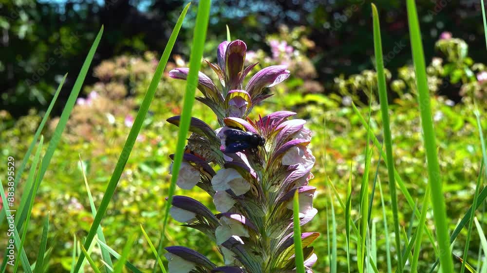 Violet carpenter bee - Xylocopa violacea, large purple bee on white flowers of Acanthus hungaricus