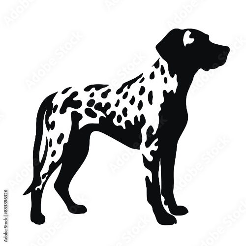 dalmatian dog isolated on white