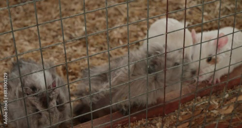 Guinea pigs pull lettuce leaves from each other in a cage at the zoo. Guinea pigs were given a leaf of lettuce and they fought over it. Funny guinea pigs can't share a leaf of lettuce at the zoo.