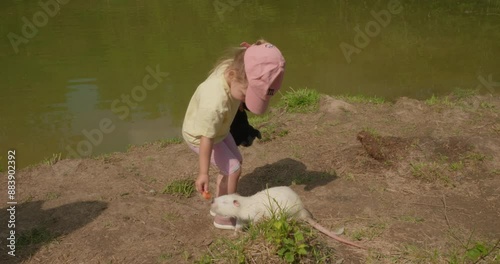 A child feeds a white nutria near a pond in summer. A cute white nutria stands on its hind legs asking a child for food. Friendly nutria approaches the child without fear to get a piece of carrot.