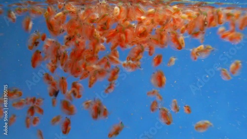 Daphnia magna, Crustacea, Cladocera - small planktonic freshwater crustaceans float in the water photo