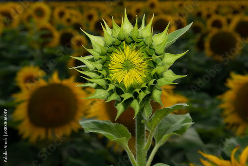 Sunflower bud, young immature, not yet blossomed 