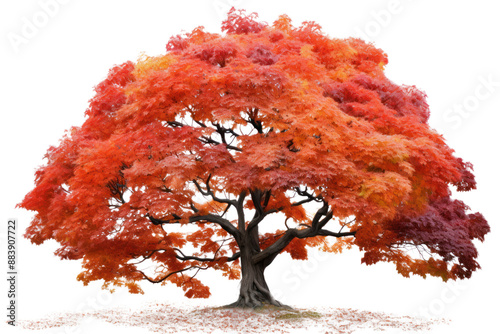 An autumnal maple tree ablaze with fiery hues of red, orange, and yellow, a breathtaking display of nature's artistry on white background photo