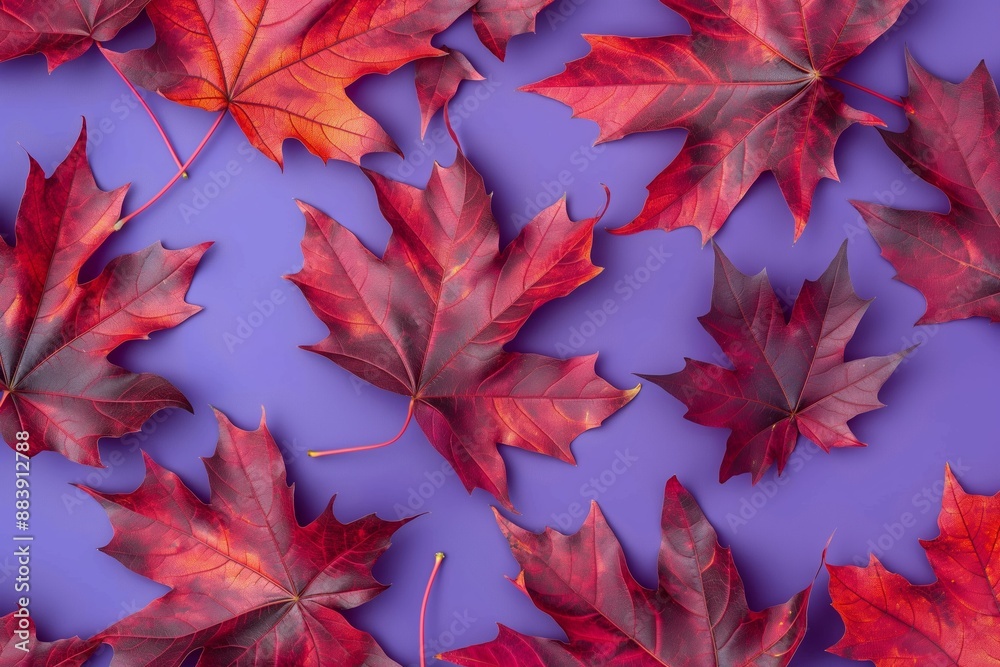 Red Maple Leaves on Purple Background, Ideal for Autumn and Seasonal Decorations