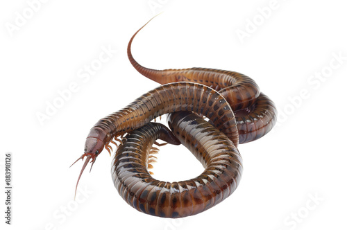 Photo of earth worm isolated on transparent background