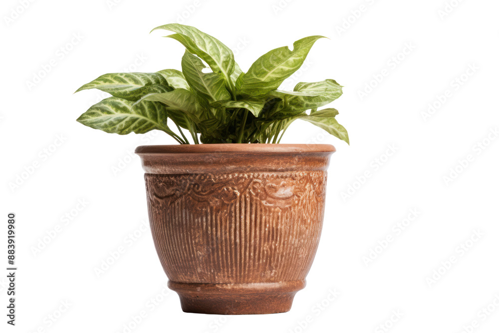 Obraz premium A vintage stoneware flower pot with a classic, timeless design, isolated on a white background.