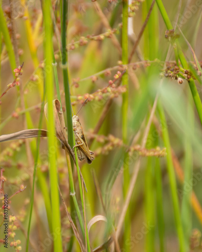 a common green grasshopper on a plant resting in The Netherlands, sallandse heuvelrug in July, 2024. photo