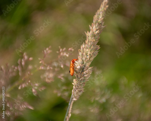 a Rhagonycha fulva, the common red soldier beetle foraging on wheat in The Netherlands. photo