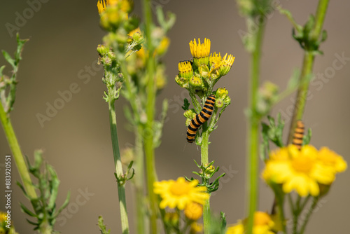 a cinnabar moth, Tyria jacobaeae caterpillar eating from common ragwort in The Netherlands.