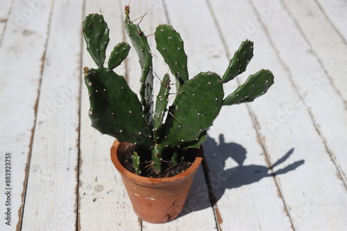 Opuntia monacantha opuncja kaktus photo