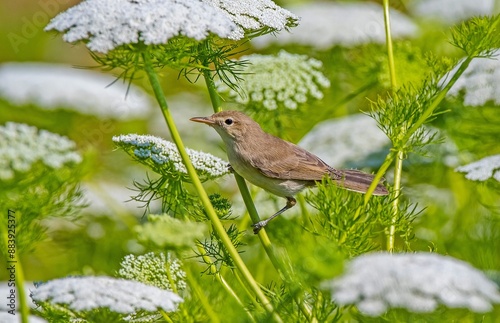 Common Reed Warbler (Acrocephalus scirpaceus) comes to Turkey to breed in summer. It is a summer migrant in Asia and Europe. It spends the winter in sub-Saharan Africa. photo