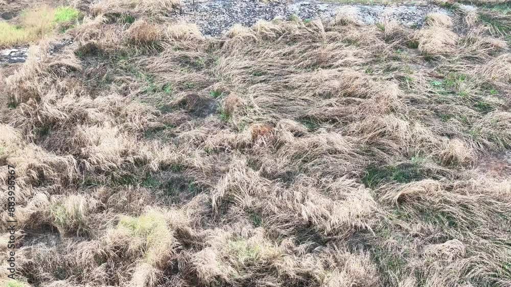 aerial view of dead and charred bushes after a fire. environmental damage due to global warming. aerial view of dead and charred bushes after a fire. environmental damage due to global warming.