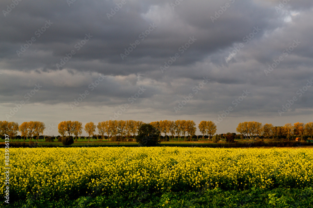 Obraz premium Agriculture in Belgium: field of yellow flowering blooming mustard seed plants