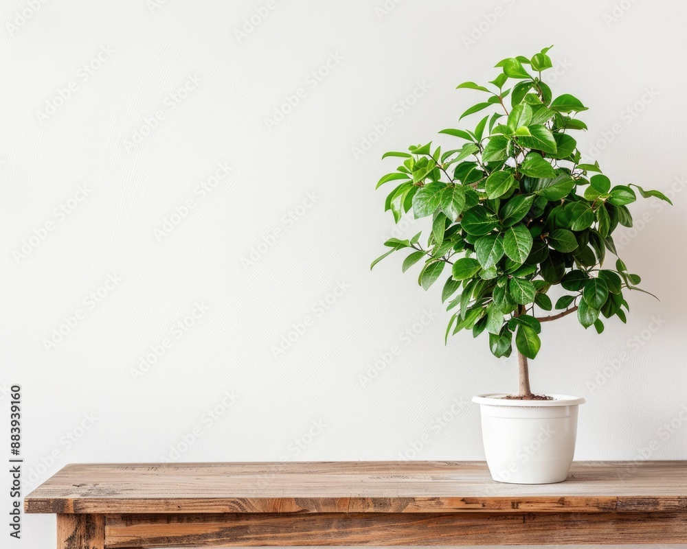 Table Against Wall: Green Leafy Houseplant in White Pot on Oak Side Table with Copy Space Table Against Wall: Green Leafy Houseplant in White Pot on Oak Side Table with Copy Space