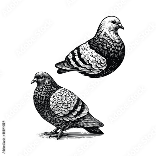 hand drawn set Illustration of Pigeon. Vintage engraving Pigeon vector illustration isolated on white background