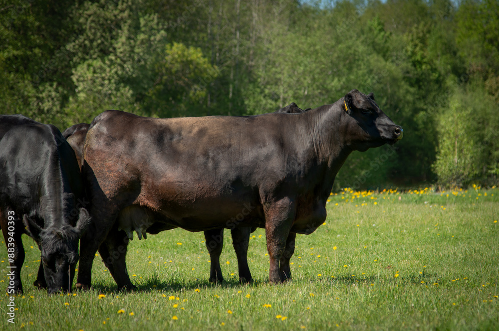 Black angus cow and calf standing on grassfield, background is forest Black angus cow and calf standing on grassfield, background is forest