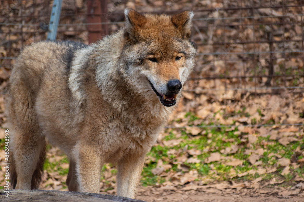 Fototapeta premium gray wolf canis lupus