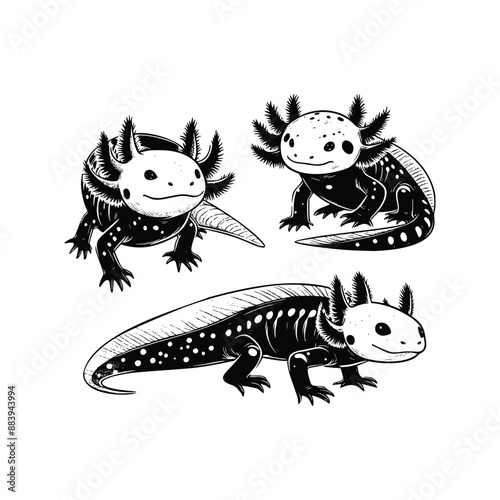 hand drawn set Illustration of Axolotl. vintage engraving axolotl vector illustration isolated on white background