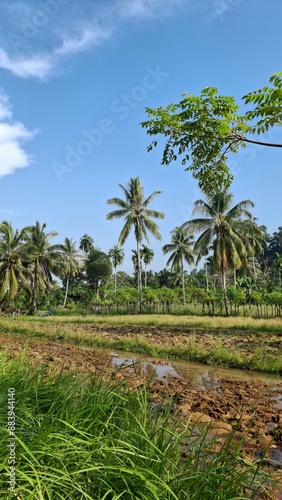 Wallpaper Mural trees on the beach Torontodigital.ca