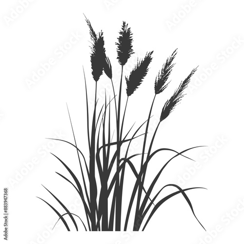 Ornamental Grass Detailed Botanical Illustration
