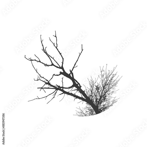 Elegant intricate leafless tree branches with a halfcircle background