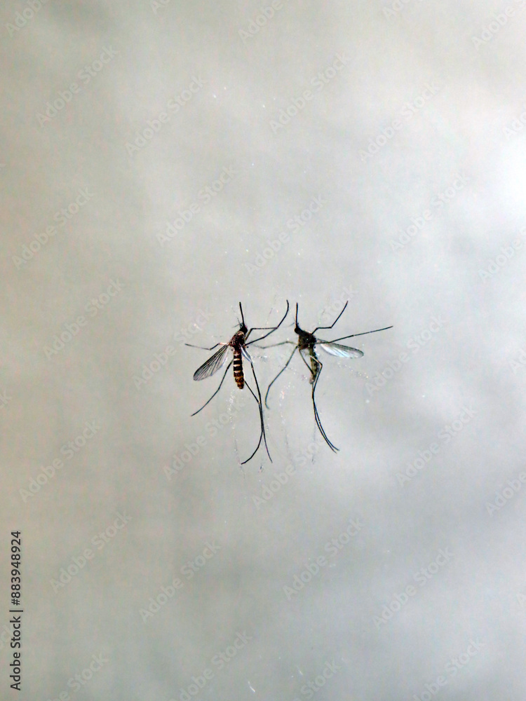 A mosquito causing diseases like dengue, zika and chikungunya on a mirror