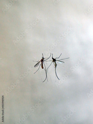 Obraz na płótnie A mosquito causing diseases like dengue, zika and chikungunya on a mirror w salonie