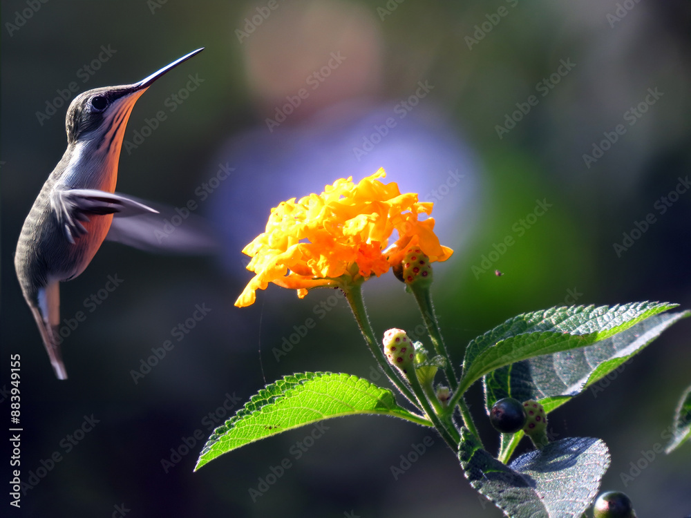 A humming bird hovering near a bright flower in the wild.