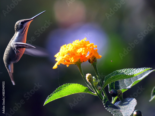 Obraz na płótnie A humming bird hovering near a bright flower in the wild.
w salonie