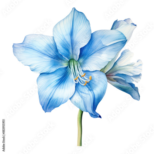 blue watercolor drawing hippeastrum photo