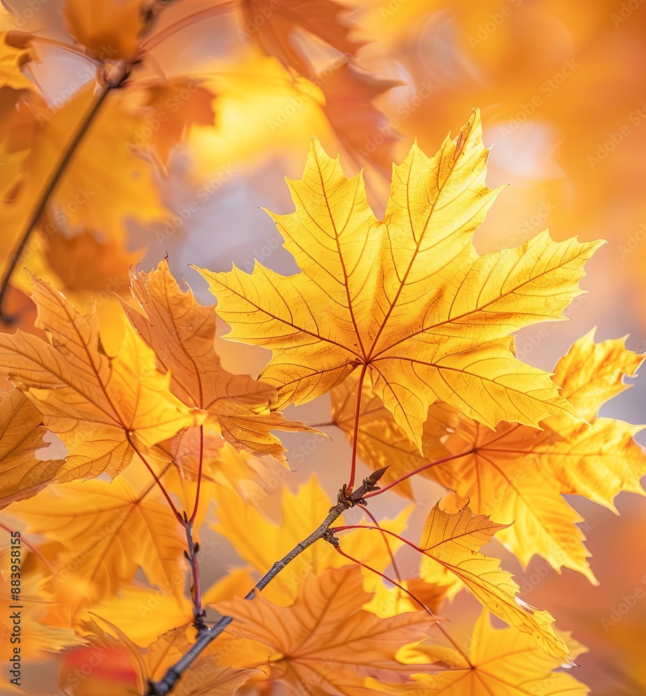 Close-Up of Vibrant Orange and Yellow Autumn Leaves with Soft Sunlight Filtering Through Trees, Highlighting Intricate Details and Colors of Fall Close-Up of Vibrant Orange and Yellow Autumn Leaves with Soft Sunlight Filtering Through Trees, Highlighting Intricate Details and Colors of Fall